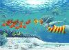 underwater painting
